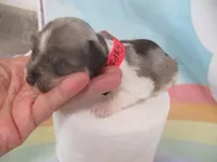 AKC T cup Sara, a female Miniature Schnauzer for sale in Live Oak, FL – 5 of 10