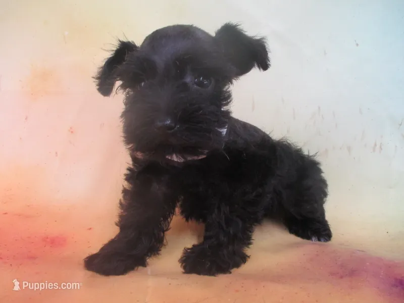 AKC Tcup Chewy – Miniature Schnauzer puppy for sale in Live Oak, FL