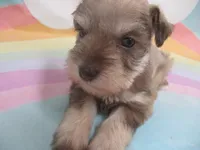 AKC Toy/ TCup   AIMEE, a female Miniature Schnauzer for sale in Live Oak, FL – 3 of 7