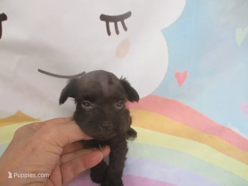 AKC Tcup Latch – Miniature Schnauzer puppy for sale in Live Oak, FL