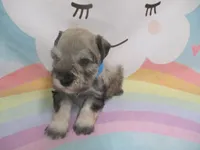 AKC Toy Brisk, a male Miniature Schnauzer for sale in Live Oak, FL – 3 of 10