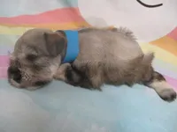 AKC Toy Brisk, a male Miniature Schnauzer for sale in Live Oak, FL – 2 of 10