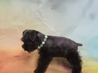 AKC TOY BRISTOL, a female Miniature Schnauzer for sale in Live Oak, FL – 10 of 10