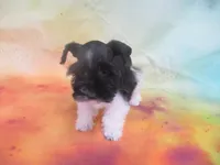AKC Tcup Mandy, a female Miniature Schnauzer for sale in Live Oak, FL – 5 of 9
