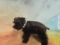 AKC TOY BRISTOL, a female Miniature Schnauzer for sale in Live Oak, FL – 5 of 10