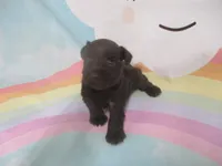 AKC Toy BON BON, a female Miniature Schnauzer for sale in Live Oak, FL – 5 of 7