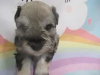 AKC Toy Brisk, a male Miniature Schnauzer for sale in Live Oak, FL – 6 of 10