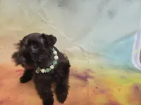 AKC TOY BRISTOL, a female Miniature Schnauzer for sale in Live Oak, FL – 9 of 10