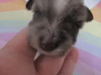 AKC T cup Sara, a female Miniature Schnauzer for sale in Live Oak, FL – 3 of 10