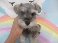 AKC Toy Silver Belle, a female Miniature Schnauzer for sale in Live Oak, FL – 2 of 7