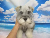 AKC Toy Buddy, a male Miniature Schnauzer for sale in Live Oak, FL – 7 of 7