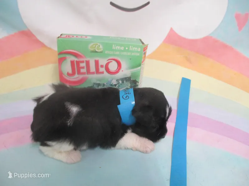 AKC Tcup Mandy – Miniature Schnauzer puppy for sale in Live Oak, FL