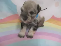 AKC Toy Brisk, a male Miniature Schnauzer for sale in Live Oak, FL – 5 of 10