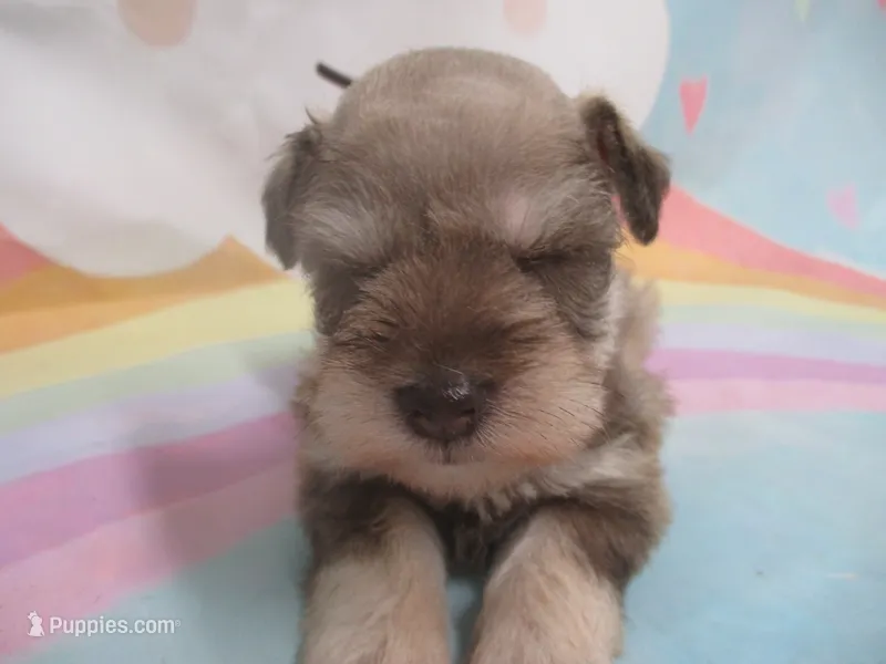 AKC Toy/ TCup   AIMEE – Miniature Schnauzer puppy for sale in Live Oak, FL