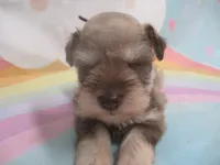 AKC Toy/ TCup   AIMEE, a female Miniature Schnauzer for sale in Live Oak, FL – 1 of 7