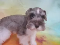 AKC T cup Sara, a female Miniature Schnauzer for sale in Live Oak, FL – 4 of 8