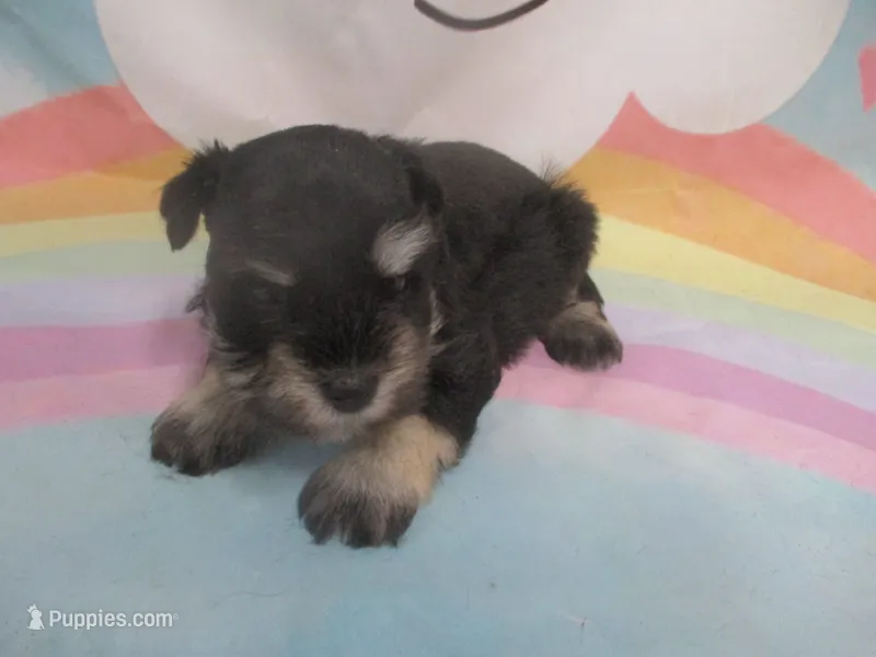 AKC Toy/T Cup Rylee – Miniature Schnauzer puppy for sale in Live Oak, FL