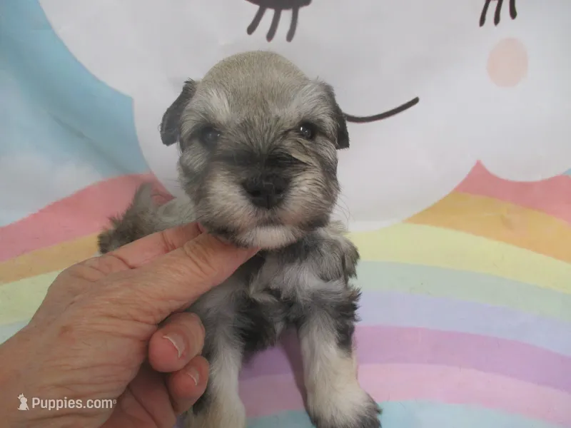 AKC Toy Brisk – Miniature Schnauzer puppy for sale in Live Oak, FL