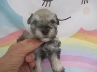 AKC Toy Brisk, a male Miniature Schnauzer for sale in Live Oak, FL – 1 of 10