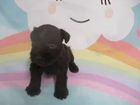 AKC Toy BON BON, a female Miniature Schnauzer for sale in Live Oak, FL – 7 of 7
