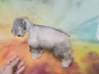 AKC Toy Buddy, a male Miniature Schnauzer for sale in Live Oak, FL – 6 of 7