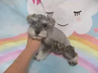 AKC Toy Silver Belle, a female Miniature Schnauzer for sale in Live Oak, FL – 3 of 7