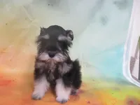 AKC Toy/ Rylee, a female Miniature Schnauzer for sale in Live Oak, FL – 8 of 8