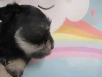 AKC Toy/T Cup Rylee, a female Miniature Schnauzer for sale in Live Oak, FL – 6 of 7