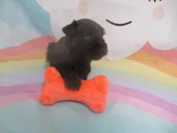 AKC Toy BON BON, a female Miniature Schnauzer for sale in Live Oak, FL – 3 of 7