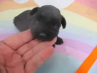 AKC Tcup Hannah, a female Miniature Schnauzer for sale in Live Oak, FL – 6 of 8