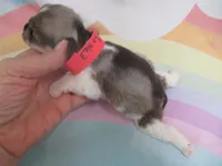 AKC T cup Sara, a female Miniature Schnauzer for sale in Live Oak, FL – 6 of 10