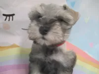 AKC Toy Platinum Beth, a female Miniature Schnauzer for sale in Live Oak, FL – 4 of 5