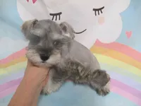 AKC Toy Silver Belle, a female Miniature Schnauzer for sale in Live Oak, FL – 7 of 7