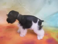 AKC Tcup Mandy, a female Miniature Schnauzer for sale in Live Oak, FL – 4 of 9