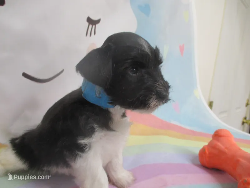 AKC Tcup Mandy – Miniature Schnauzer puppy for sale in Live Oak, FL