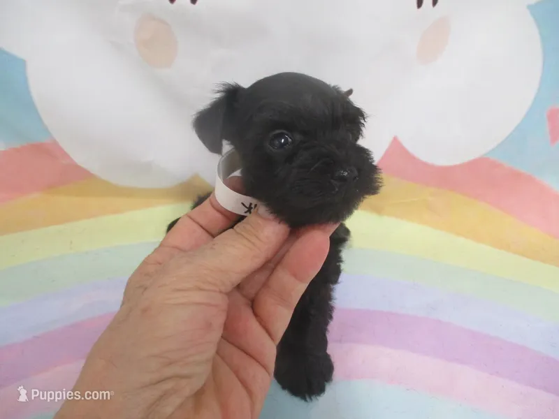 AKC Tcup Chewy – Miniature Schnauzer puppy for sale in Live Oak, FL