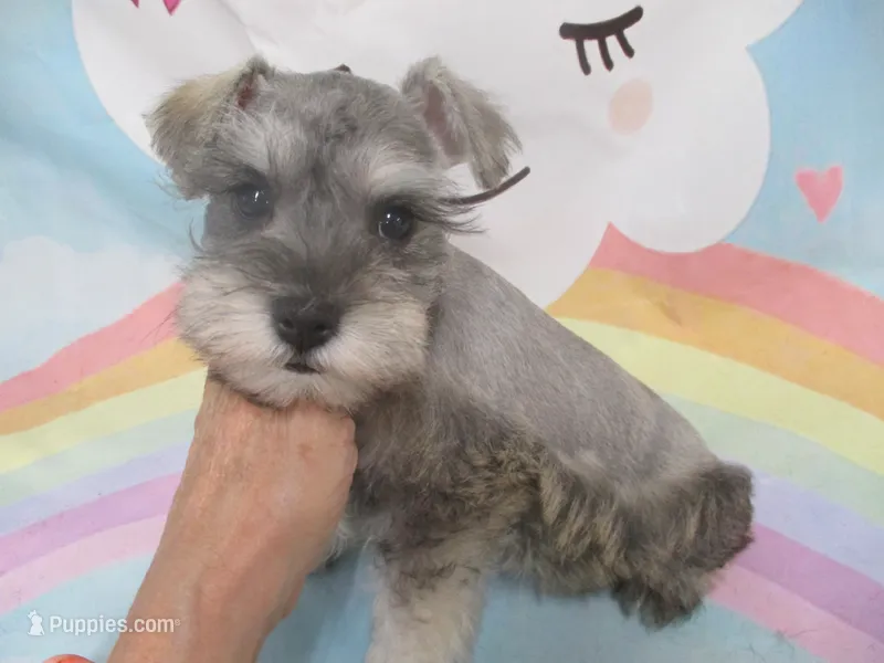 AKC Toy Silver Belle – Miniature Schnauzer puppy for sale in Live Oak, FL