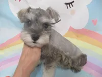 AKC Toy Silver Belle, a female Miniature Schnauzer for sale in Live Oak, FL – 1 of 7