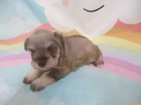 AKC Toy/ TCup   AIMEE, a female Miniature Schnauzer for sale in Live Oak, FL – 6 of 7