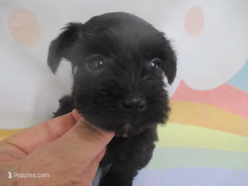 AKC Tcup Hannah – Miniature Schnauzer puppy for sale in Live Oak, FL