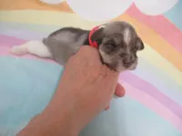 AKC T cup Sara, a female Miniature Schnauzer for sale in Live Oak, FL – 9 of 10