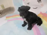 Black Pearl, a female Miniature Schnauzer for sale in Live Oak, FL – 5 of 7