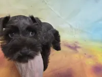 AKC TOY BRISTOL, a female Miniature Schnauzer for sale in Live Oak, FL – 4 of 10