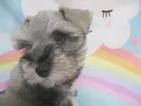AKC Toy Platinum Beth, a female Miniature Schnauzer for sale in Live Oak, FL – 3 of 5