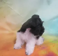 AKC Tcup Mandy, a female Miniature Schnauzer for sale in Live Oak, FL – 9 of 9