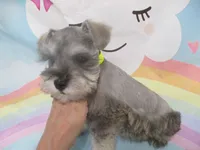 AKC Toy Silver Belle, a female Miniature Schnauzer for sale in Live Oak, FL – 5 of 7