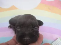 AKC Tcup Latch, a male Miniature Schnauzer for sale in Live Oak, FL – 5 of 8