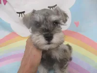 AKC Toy Silver Belle, a female Miniature Schnauzer for sale in Live Oak, FL – 6 of 7
