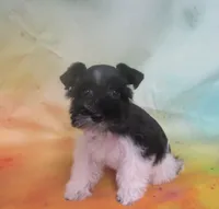 AKC Tcup Mandy, a female Miniature Schnauzer for sale in Live Oak, FL – 3 of 9
