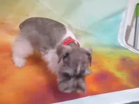 AKC T cup Sara, a female Miniature Schnauzer for sale in Live Oak, FL – 7 of 8